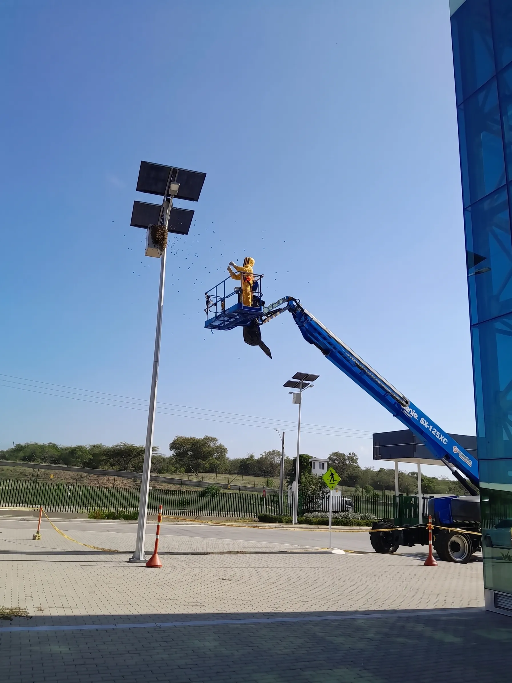Apicultor de Fumicol retirando un panal de abejas desde una canasta elevada